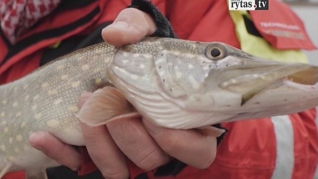 „Šiandien kimba“: didžiųjų lydekų žvejyba (I)