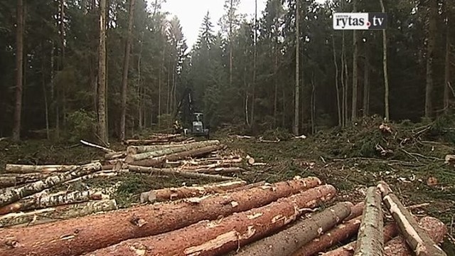 „Mūsų miškai“: kokiais keliais pasuka Lietuvos miškuose iškertama mediena? (II)