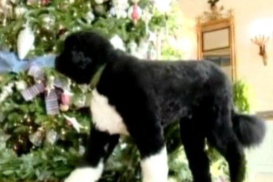 Nuotaikingame vaizdo klipe — kalėdines dekoracijas apžiūrinėjantis B. Obamos šuo