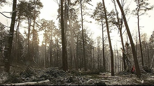 „Mūsų miškai“: prekyba mediena žiemą — kokios problemos iškyla urėdams? (I)