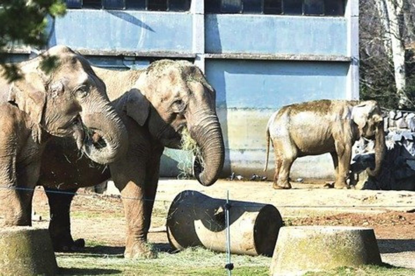 Tuberkulioze sergantiems drambliams Baby ir Nepalui suteikta viltis išgyti.