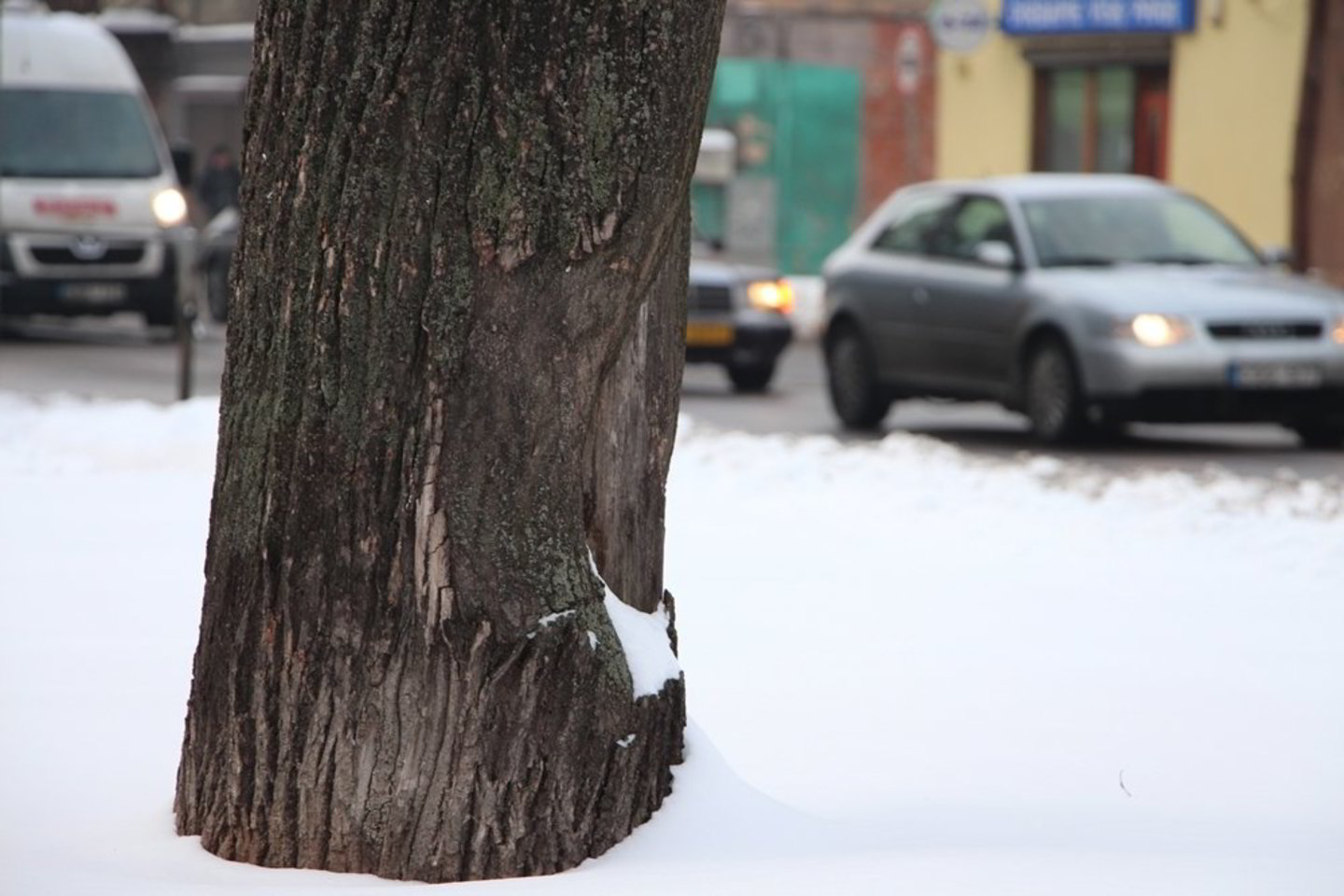 Lemiama kliūtimi tapęs medis auga Kauno centre.<br>L. Pileckas