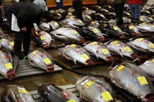 Japonijos pakrantėse sugautose žuvyse nustatyta rekordiškai intensyvi spinduliuotė