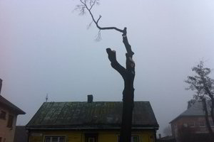 Ar Lietuvos miestams dar reikalingi medžiai?