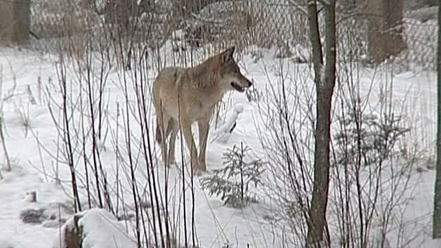 „Girių takais“: vilkų apskaita ir jų pėdsakai (I)