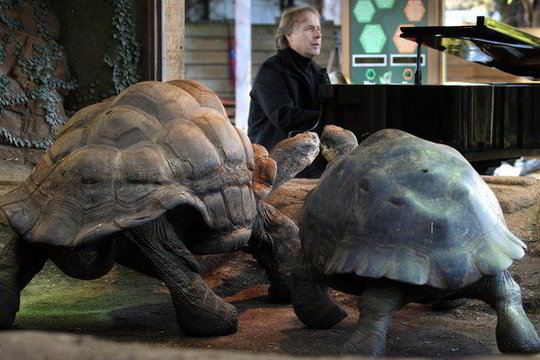 Garsus pianistas R. Claydermanas Londono zoologijos sode muzika skatino vėžlius poruotis