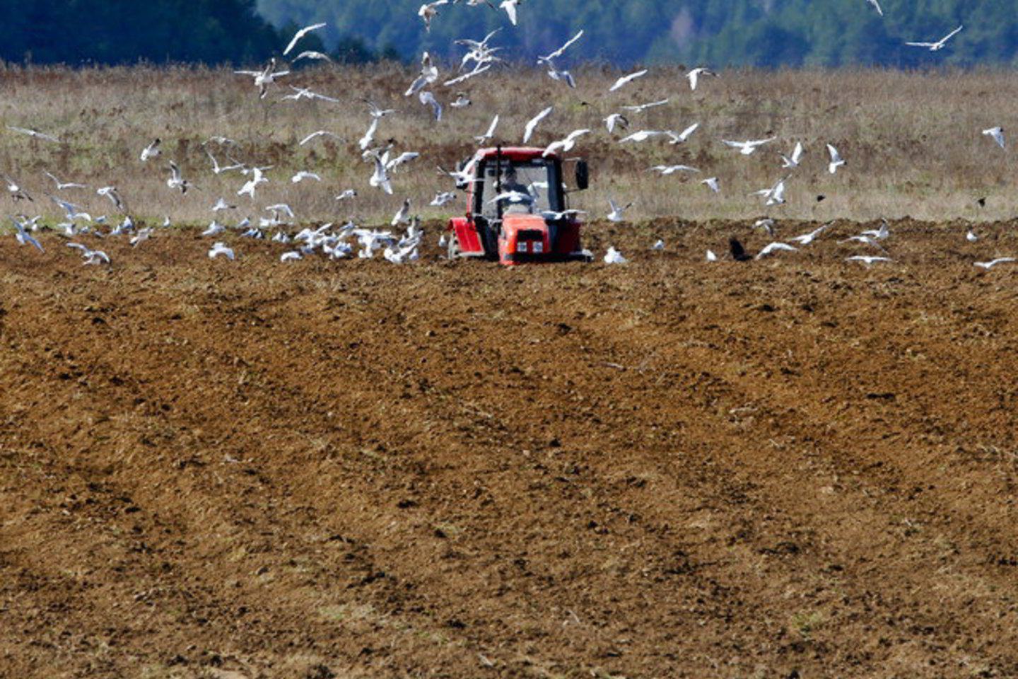 Europos vadovų patvirtiname biudžete ūkininkai nemato didelio laimėjimo, nes konkurencinės sąlygos ES vis dar išlieka nevienodos.