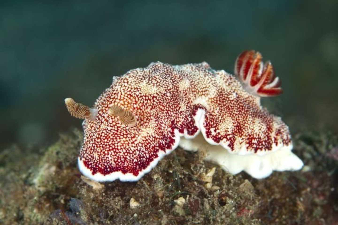 Raudonos ir baltos spalvos jūrų šliužai Chromodoris reticulata, priskiriami prie plikažiaunių moliuskų, gyvena šiltuose vandenyse Pietryčių Azijoje.