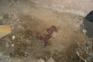 Širvintų namo rūsyje - kraupi po operacijos sveikstančių kačių egzekucija