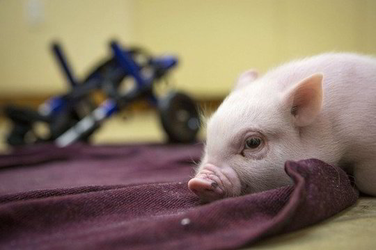 Net kietaširdžius sugraudinęs paršelis be galūnių gavo tikrą neįgaliojo vežimėlį