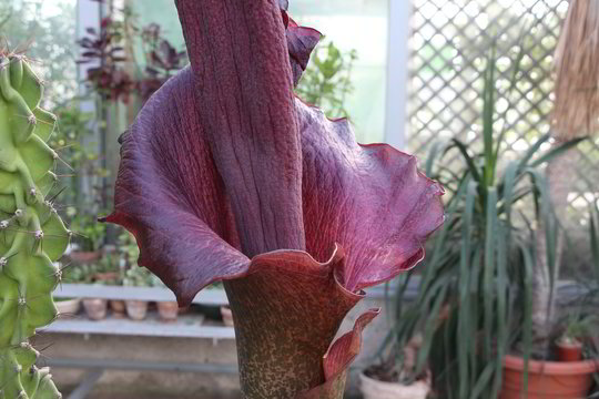 Botanikos sode pražydo lavongėlės