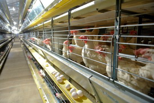 „Kauno grūdai“ turės grąžinti „Vievio paukštynui“ per 2 mln. litų