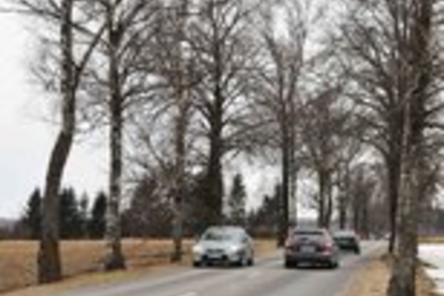 bėdos pasipila vasarą, kai pajūrį užplūsta svečiai, kuriems vingiuoti, apaugę medžiais pamario keliai atrodo labai egzotiški ir kuriuose jiems maga pasipuikuoti stipriau spaudžiant akceleratorių.