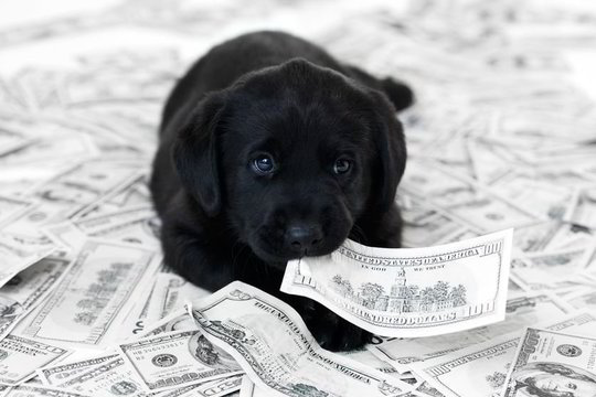 Negalite laikyti šuns? Pasiskolinkite!