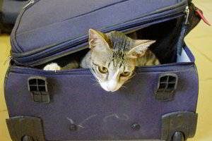 Kelionė su gyvūnu: brangus malonumas, pykdantis ir keleivius, ir vežėjus