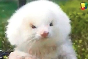 Šeškas vietoj šunyčio