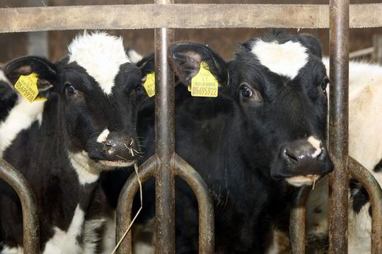 Mokslininkai pakeis karvių genetiką, kad joms neaugtų ragai