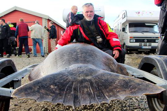 Neįtikėtina istorija: kaip lietuviai žvejojo 195 kg otą