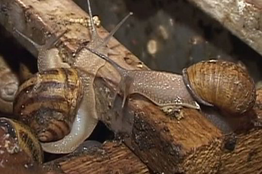 Sraigyną įkūręs Šeduvos verslininkas tikisi šimtaprocentinio pelno