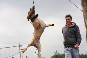 „Powerdog“ varžybose jėgą demonstravo stipriausi šalies keturkojai (foto)