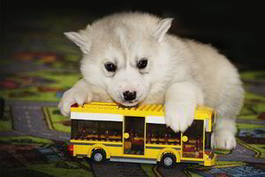 Kelionė su augintiniu: iki laimės viešbutyje - keturkojo kančios autobuso bagažinėje