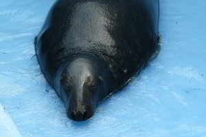 Stebėti Kauno zoologijos sodo gyvūnus malonu nebent sadistams