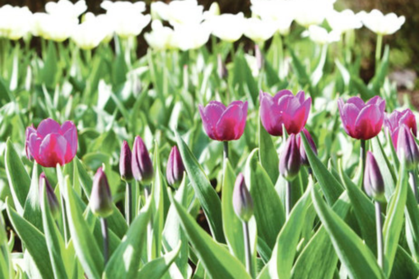 Botanikos sode šiuo metu žydi per 5 tūkst. įvairių spalvų tulpių.<br>M.Patašiaus nuotr.