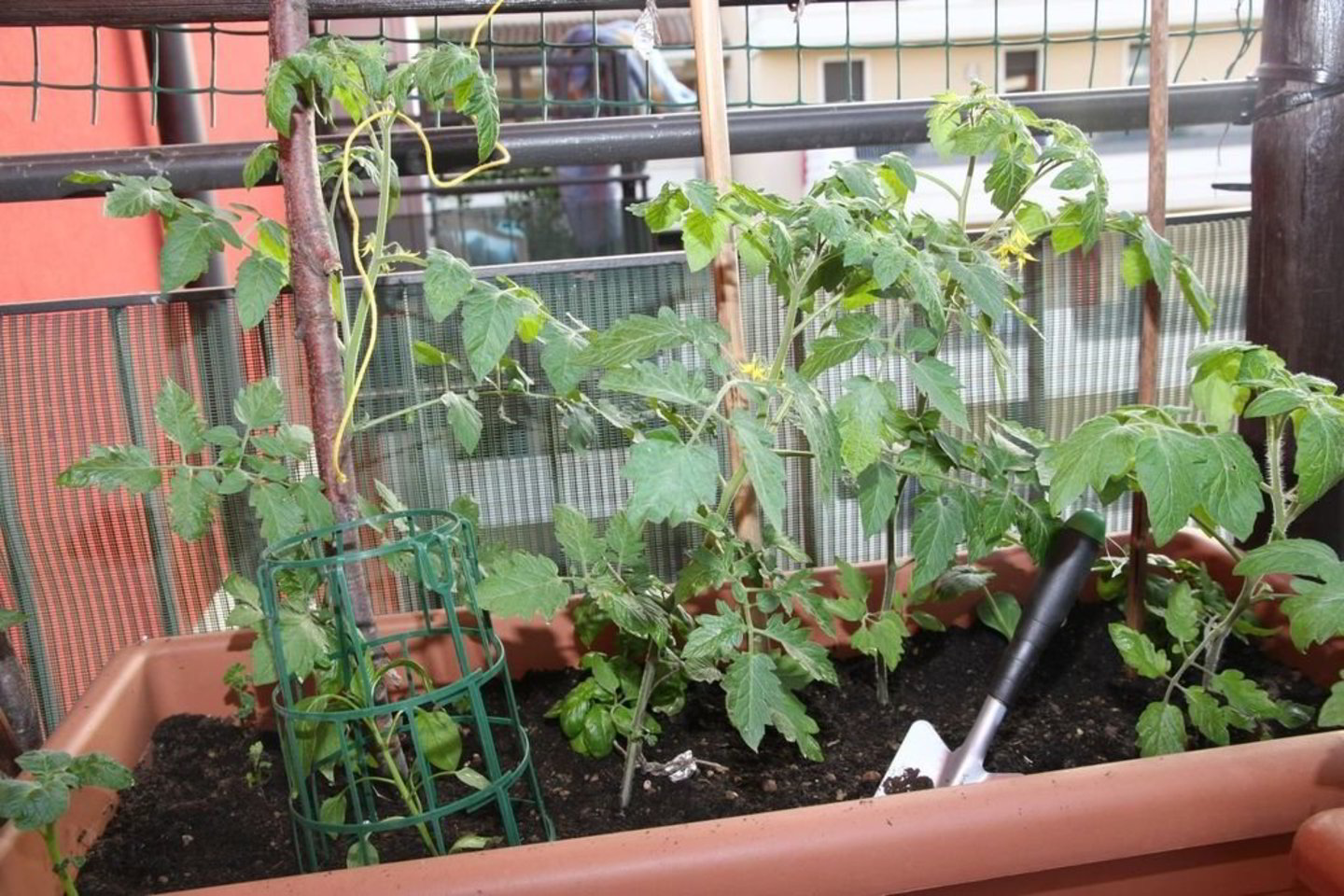 Pomidorai - tinkamiausia auginti balkone daržovė, jeigu tik ji gauna pakankamai saulės ir pasodinta derlingoje žemėje.<br>123rf. nuotr.