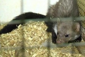 Iš tualeto išlindęs šeškas apstulbino ukrainiečių šeimą