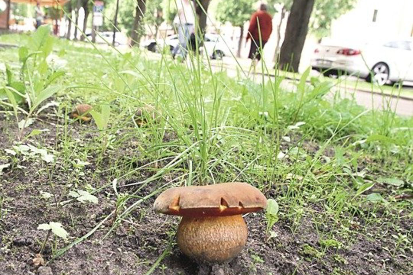 Laisvės alėjoje išdygę baravykai ne vienam kauniečiui pataisė nuotaiką.