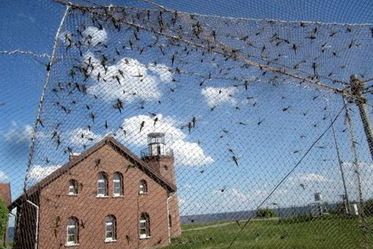 Pajūryje – laumžirgių antskrydis