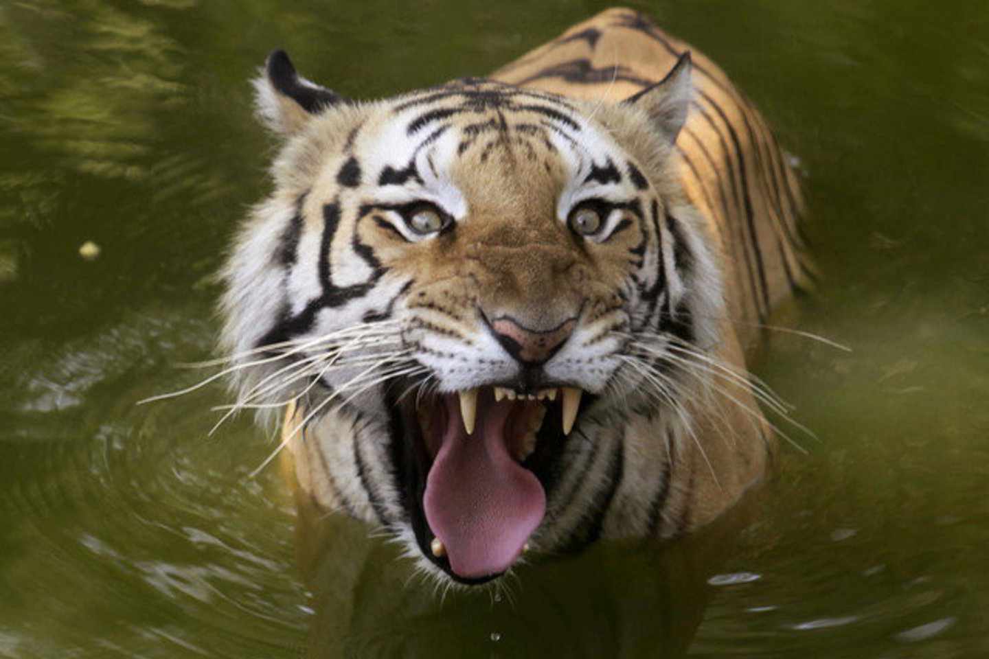 Zoologijos sodas yra populiarus turistų traukos objektas Rusijos trečiame didžiausiame Novosibirsko mieste.