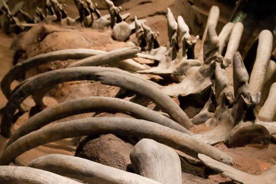 Rusijoje iškasamus mamutus nuspręsta apmokestinti