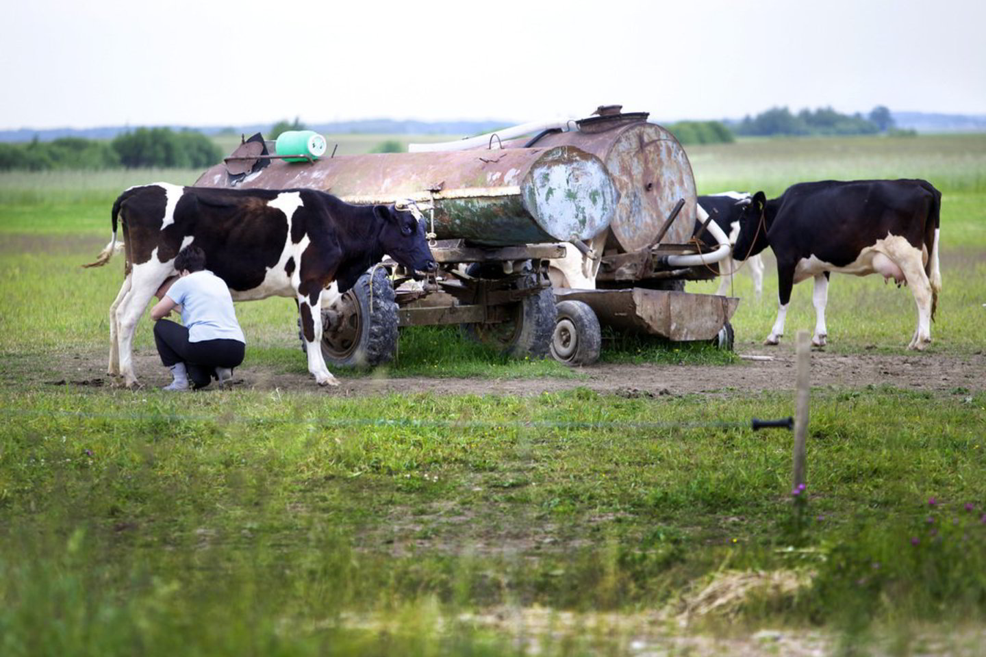Svarbu, kad pareiškėjo ūkyje išgaunamo pieno kvota atitiktų esamus gamybinius pajėgumus.