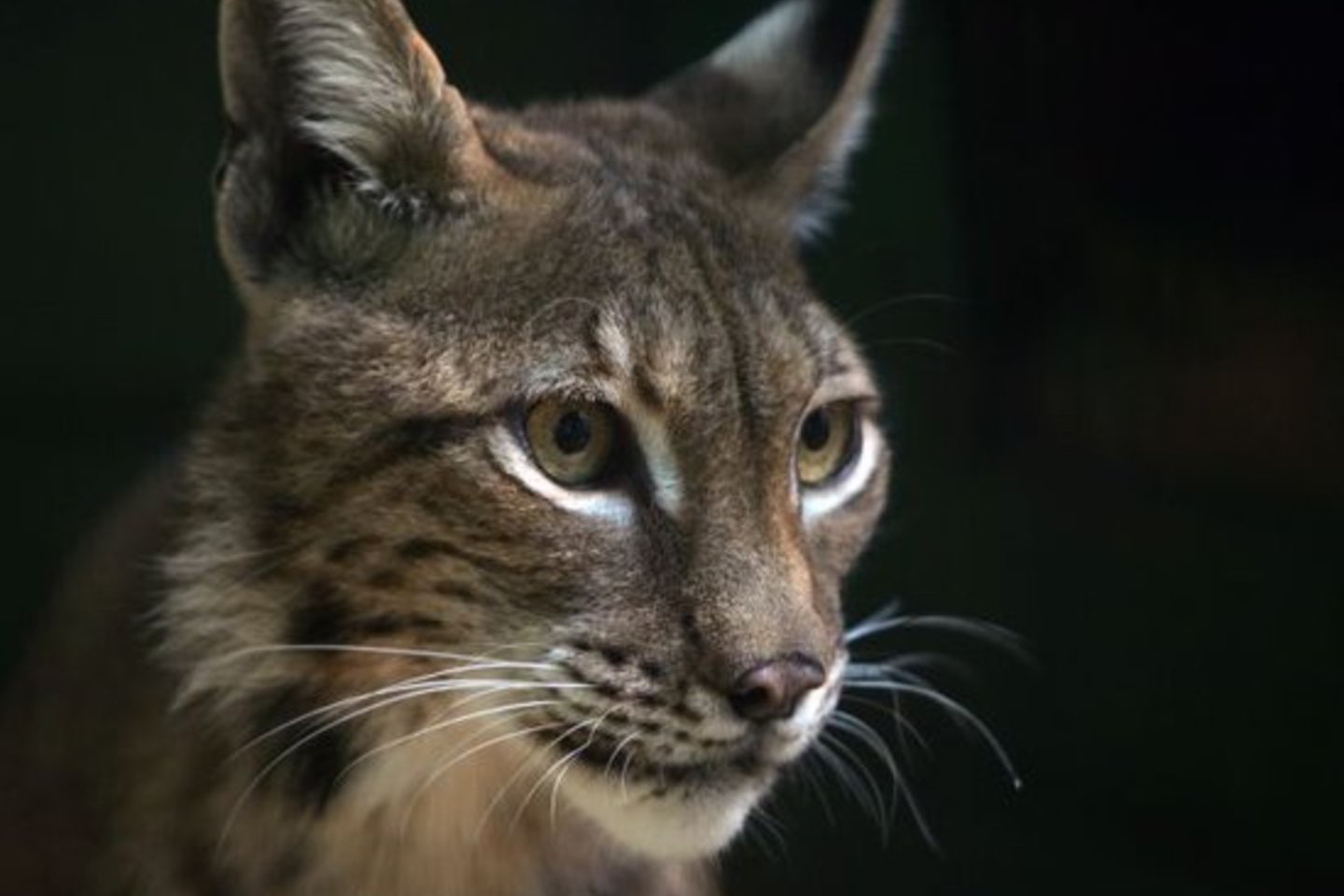 Išleisti lūšių patinai yra gimę Telšių miškų urėdijos „Žvėrinčiuje“, o patelė – Lietuvos zoologijos sode.