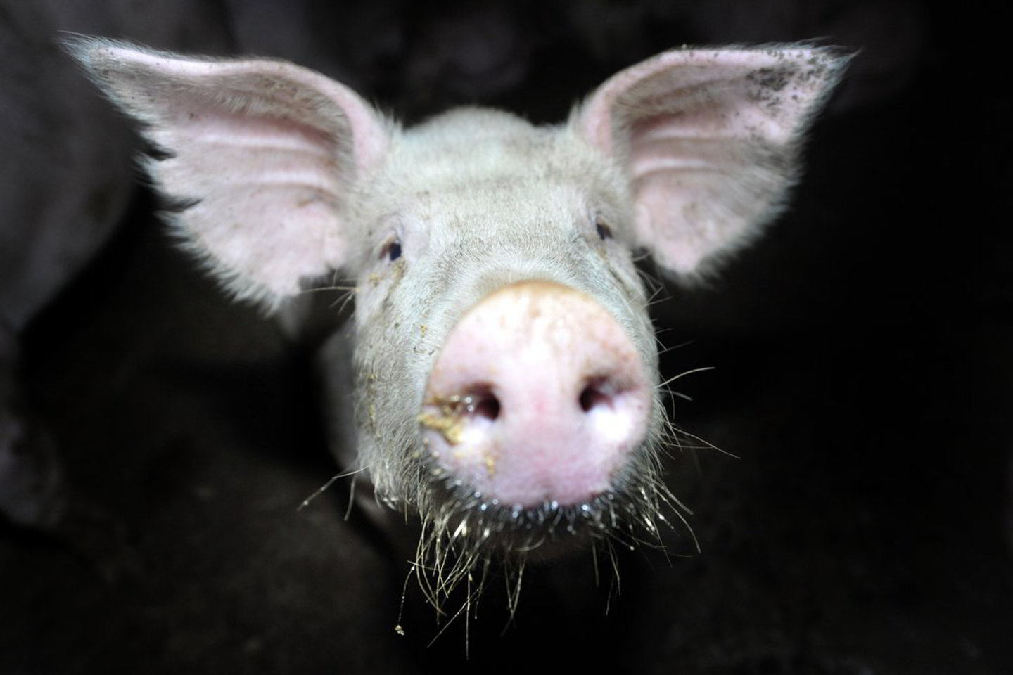 Iš 25 aplankytų ūkių tik viename buvo griežtai atsisakyta pirkti siūlomus antibiotikus.