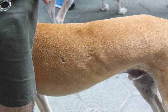 Ispanų medžiotojai po trejų metų tarnystės bejėgį šunį karia ant šakos