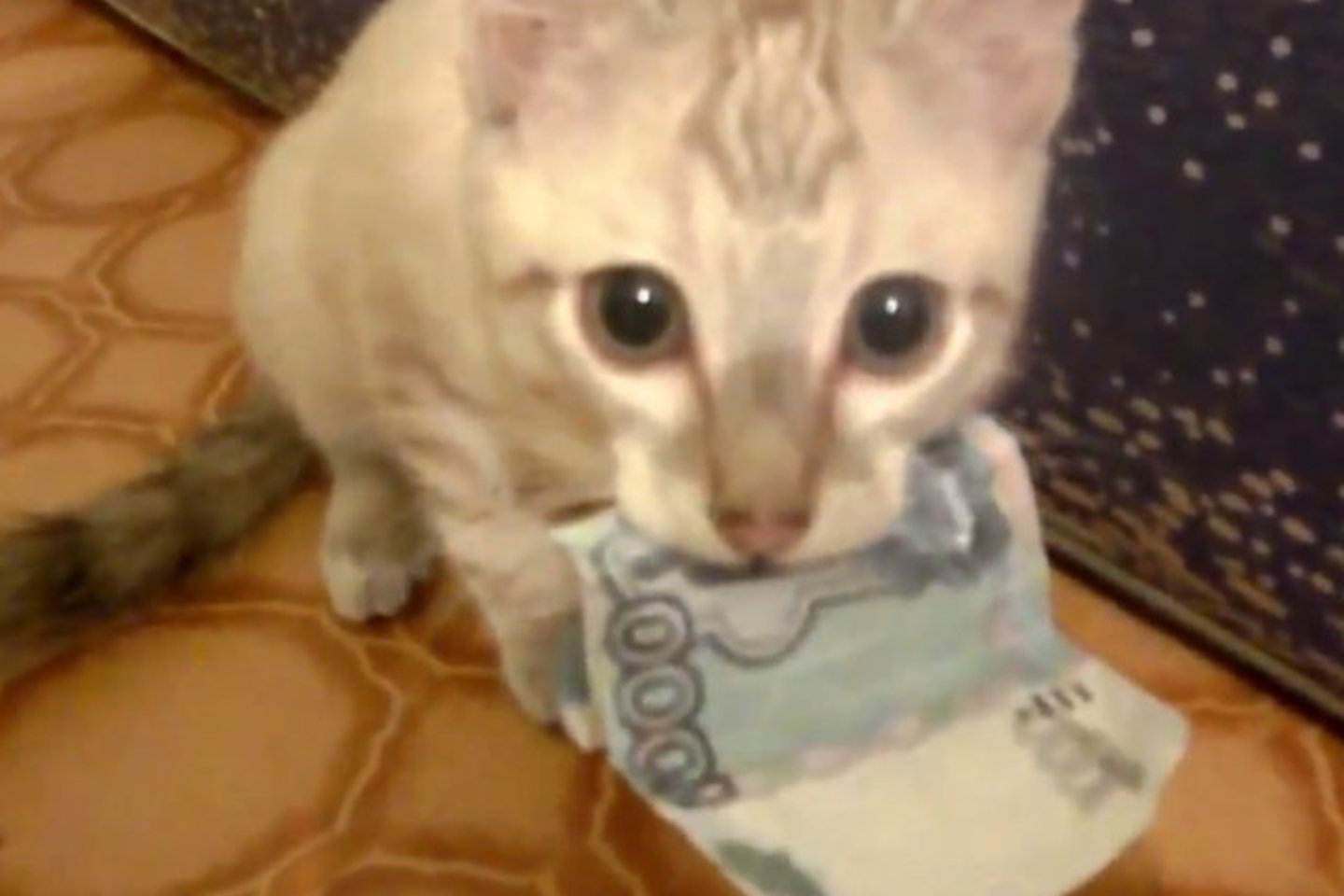 Banknotą pasisavinusi katė nepanoro jo atiduoti šeimininkui.