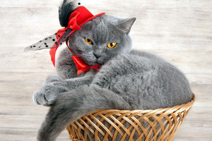 Tobuliausia katė pagal jūsų gyvenimo būdą ir charakterį