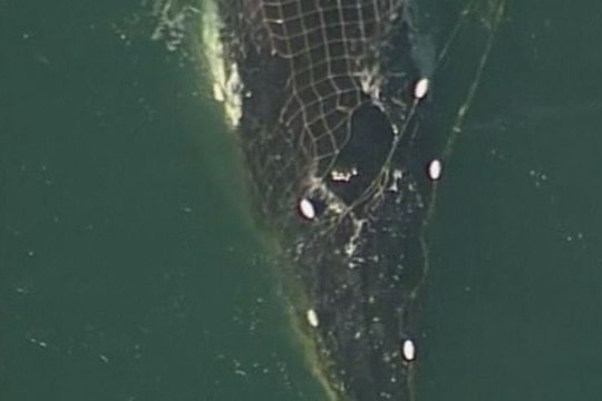 Australijoje gelbėtojai vadavo į tinklą įsipainiojusį banginį