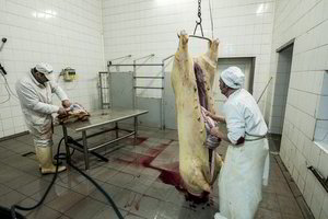 Baltarusijoje žmonės raginami naikinti kiaules