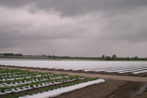 Iš Olandijos braškių lysvių mokines išvijo lietuvių teroras