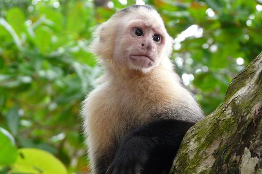 Įstatymo smūgis: iš brazilų šeimos atimta beždžionė
