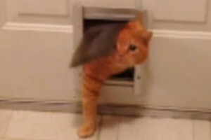 Šeimininkė nufilmavo, kaip nutukęs katinas bando pralįsti pro angą duryse