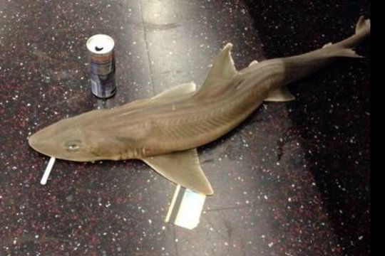 Niujorko metro smirdėjęs negyvas ryklys tapo interneto žvaigžde