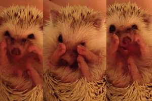 Keturkojis mielumo įsikūnijimas – savo letenėles prausiantis ežiukas (video)