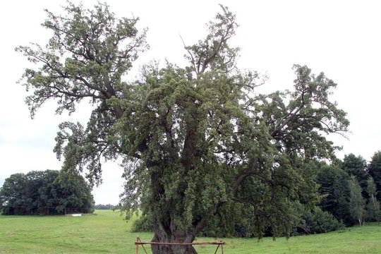 Prienų rajone svečius stebina įspūdinga kriaušė