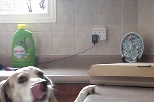 Slapta kamera užfiksavo, kaip išalkęs šuo pavogė picą (video)