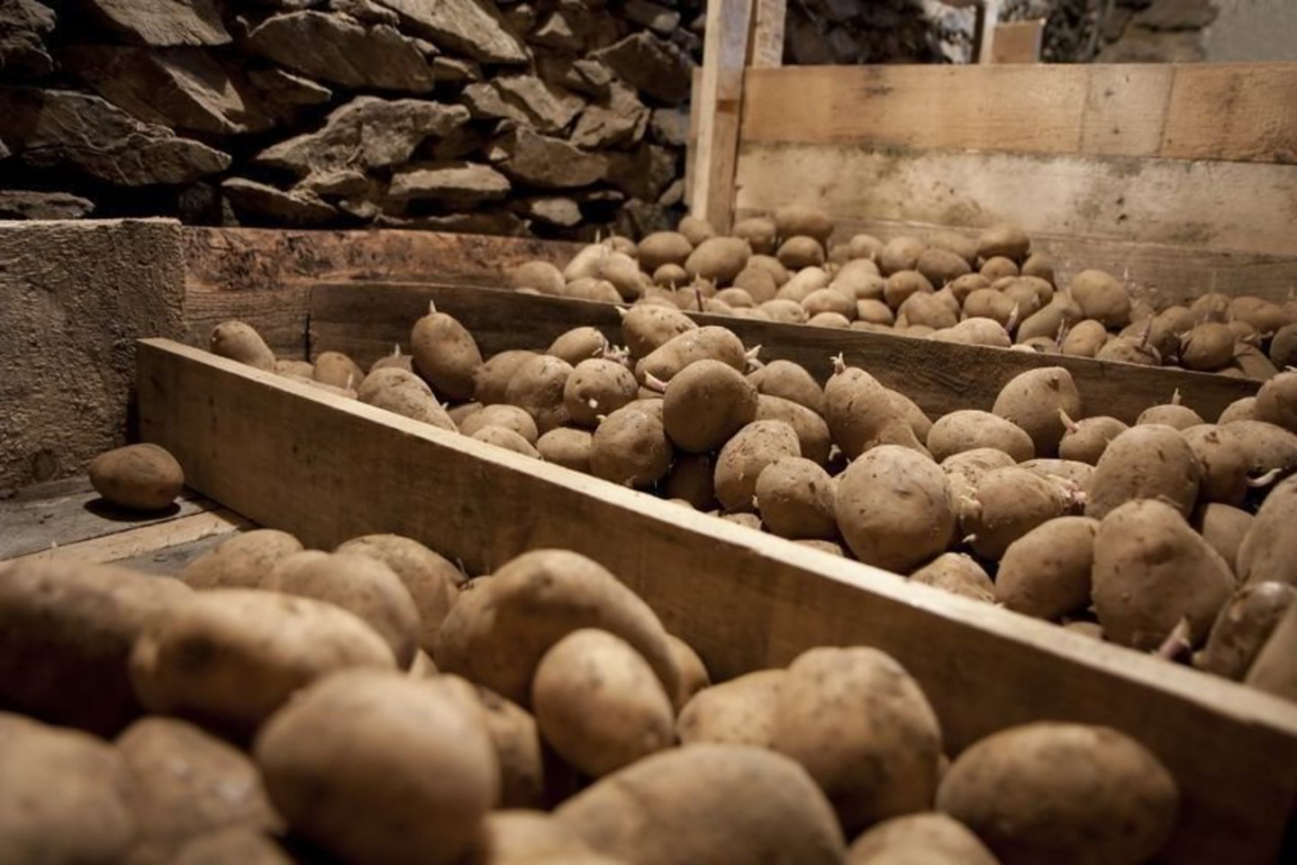 Šeimos nariai vienas po kito nusileido į rūsį, kur buvo laikomos bulvės.<br>123rf asociatyvi nuotr.