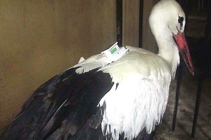 Egiptiečiai gandrą įkišo už grotų